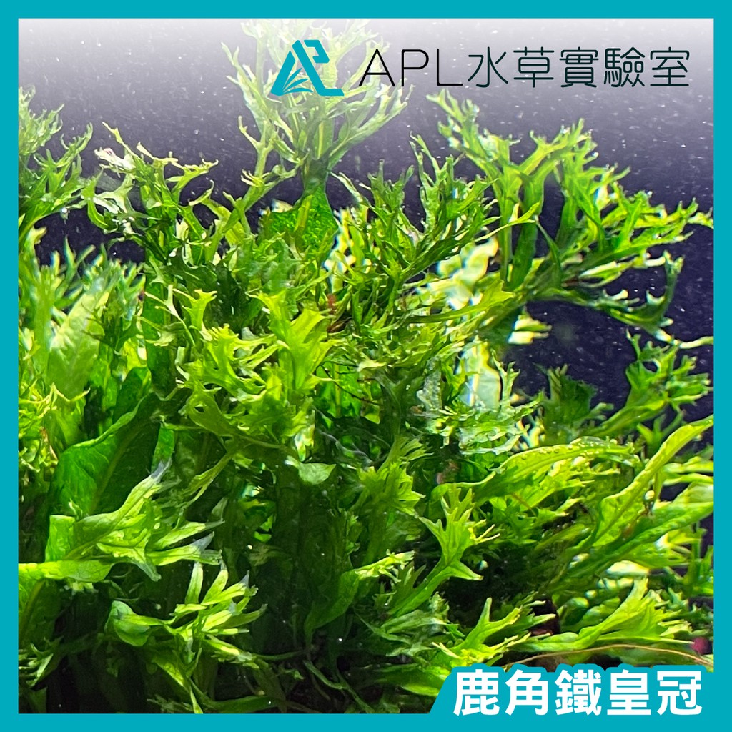 陰性水草 拍賣 評價與ptt熱推商品 21年6月 飛比價格