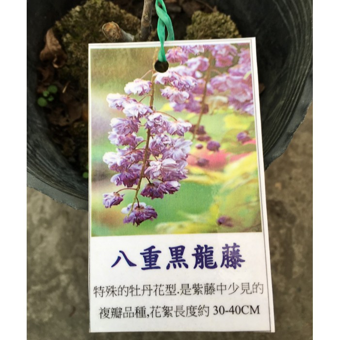 花囍園 藤蔓植物 八重黑龍藤 複瓣品種 春季3 4月間開花 6吋高約 25cm 特價600 蝦皮購物