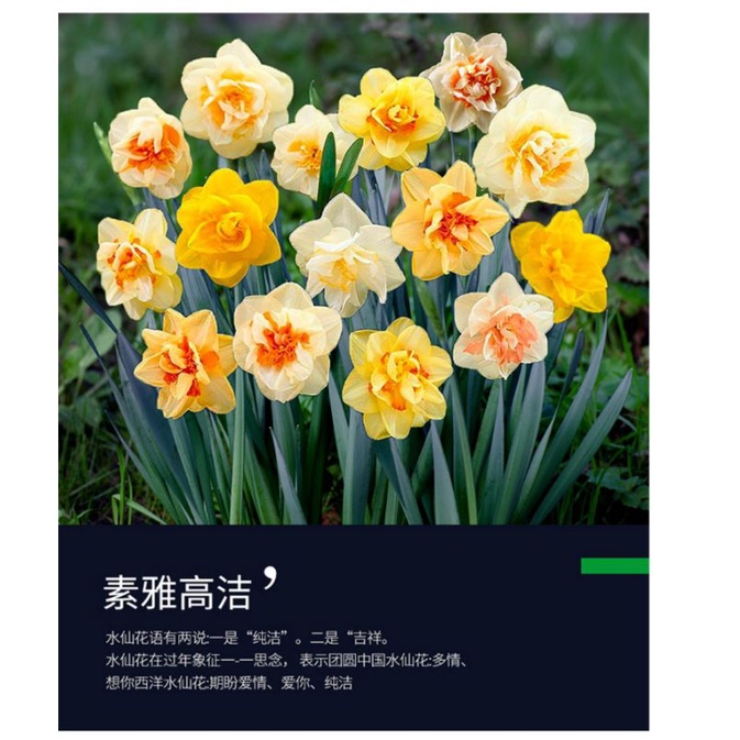 水仙球根 優惠推薦 22年4月 蝦皮購物台灣