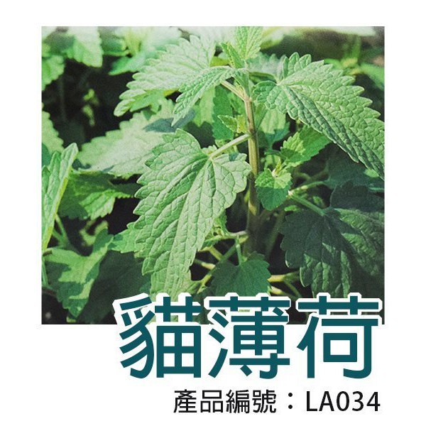 【醬米資材】DIY種子栽種 成就滿滿~荊芥(貓薄荷)