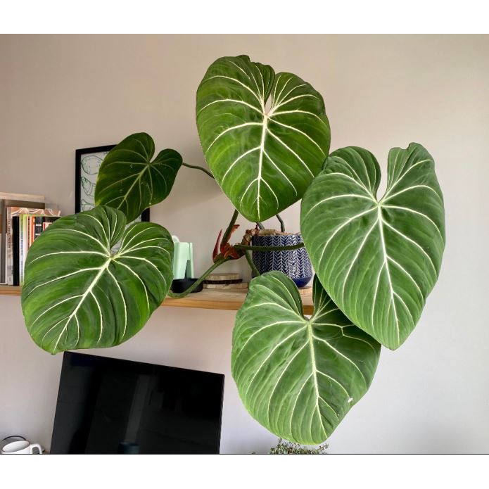 Philodendron Gloriosum錦緞蔓綠絨 龜背芋 蔓綠絨 雨林植物 斑葉植物 觀葉植物可參考 蝦皮購物