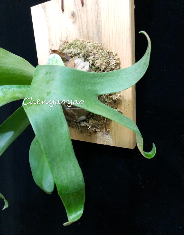 捲捲鹿Platycerium 'FongSiQi QQ' 正側芽（FSQ、鹿角蕨上板、爪哇鹿角蕨、文青植物、蕨類植物）