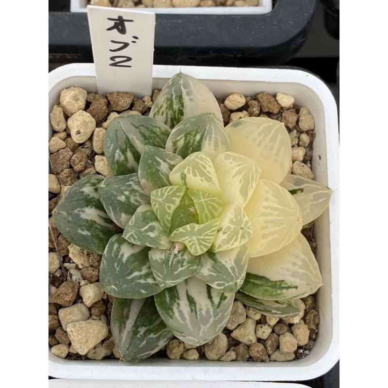 Haworthia ハオルチアオブツーサ錦 蝦皮購物