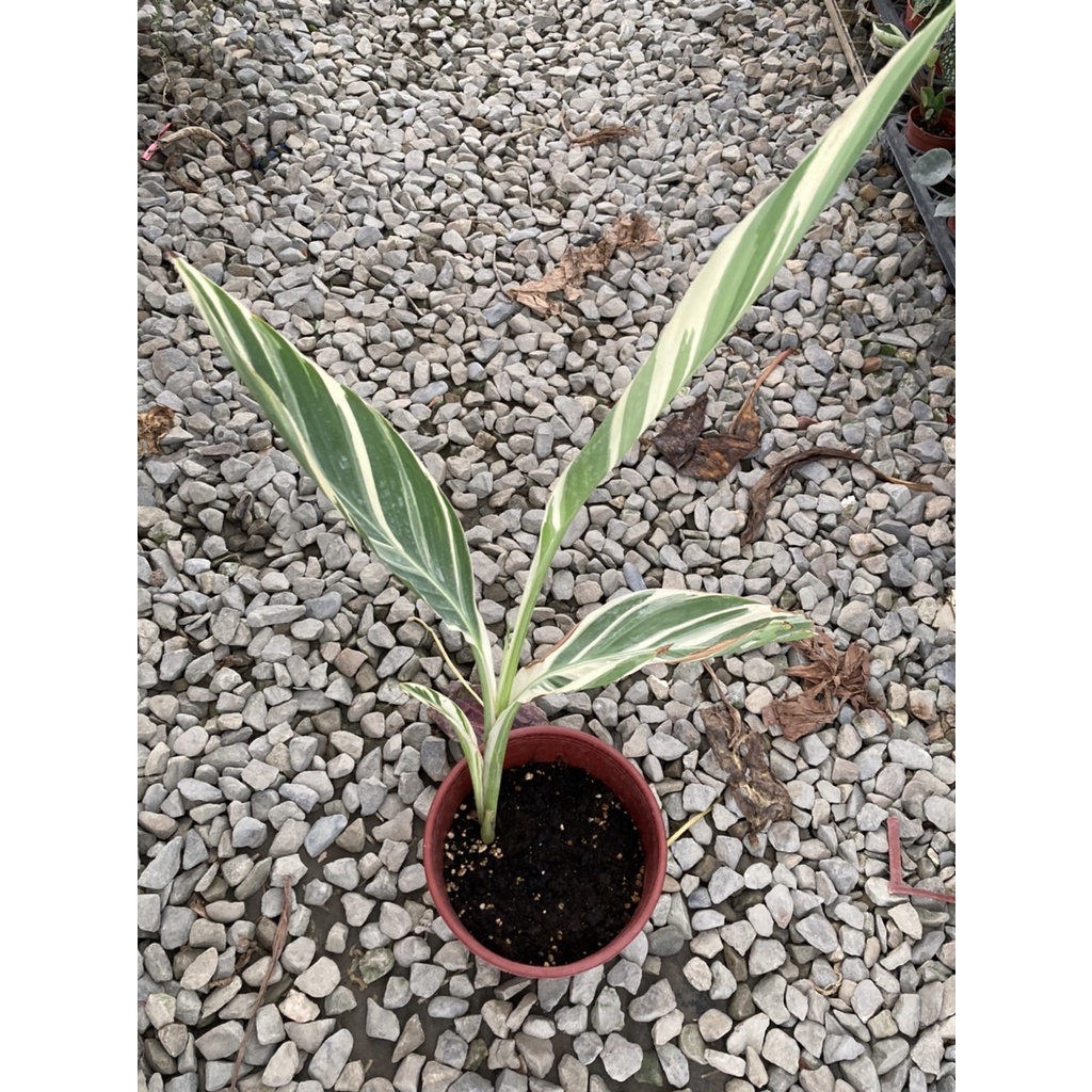 植系青屬-美斑斑葉美人蕉/觀葉開花植物/六吋盆