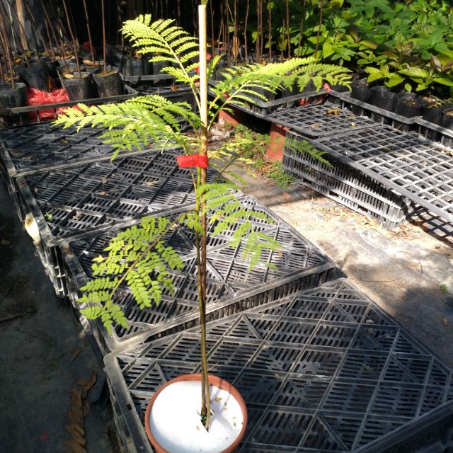 藍花楹 苗高30公分以上出貨 蝦皮購物