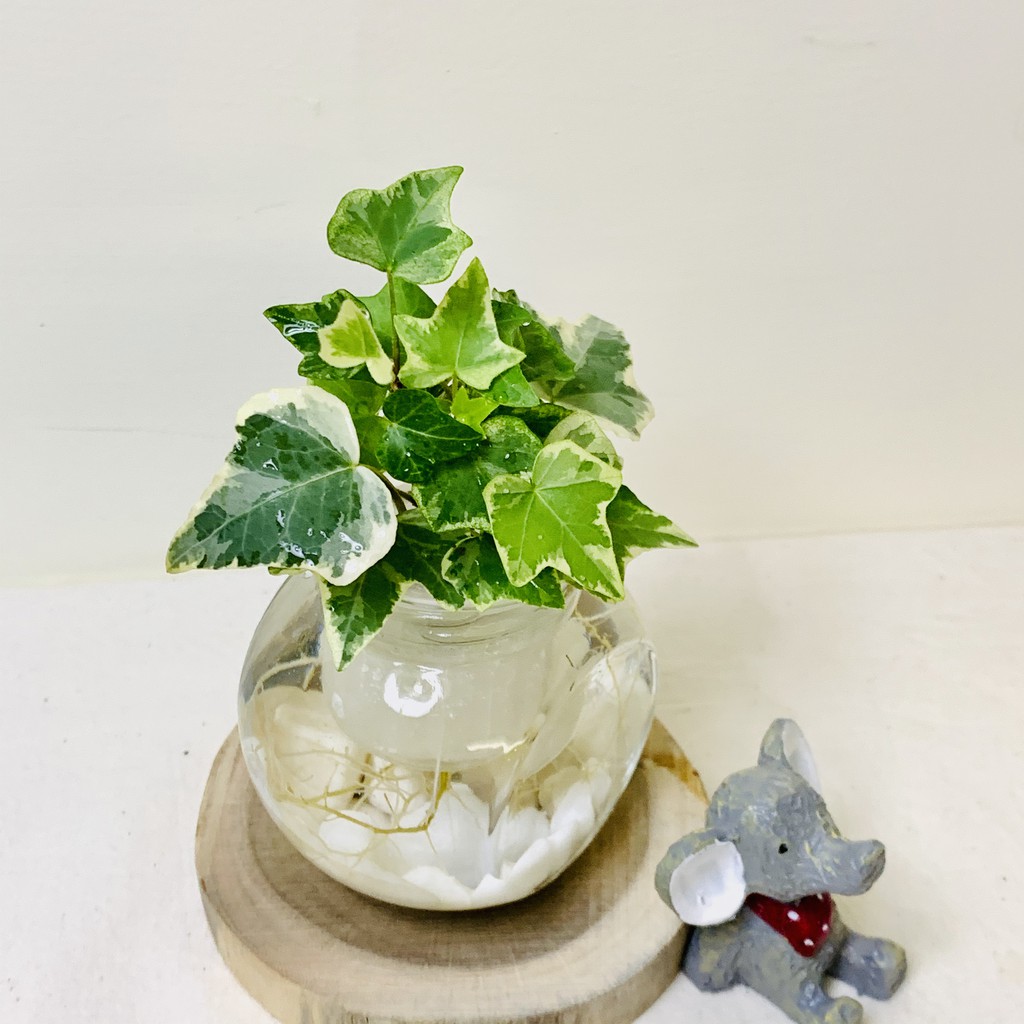 水耕常春藤 含植物 玻璃瓶 水耕植物 盆栽 網美植物 懶人盆栽 水耕盆栽 魚菜共生 室內植物 水培植物 室內 蝦皮購物
