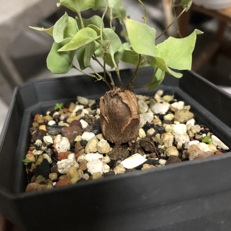 塊根植物-南非龜甲龍(寬1.4cm、長2.4cm)