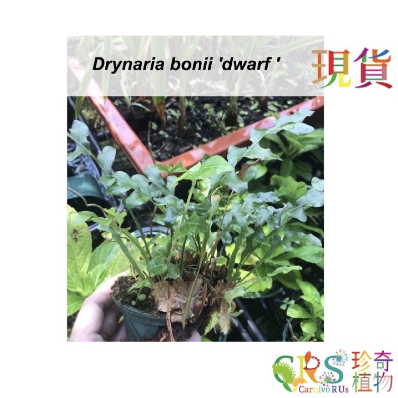 珍奇植物 食蟲植物雨林植物火鶴蕨類drynaria Bonii Dwarf 矮性種槲蕨 蝦皮購物