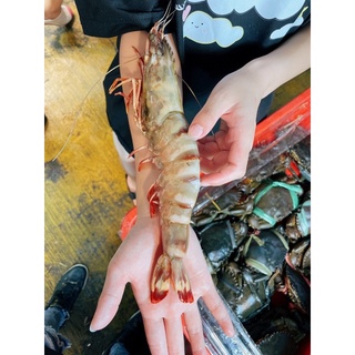 超巨無霸野生船凍手臂蝦🦞《一隻250克30cm》🔥4尾一公斤超巨海虎蝦🔥數量不多🔥歡迎批發團購私訊 海虎蝦肥豬蝦斑節蝦