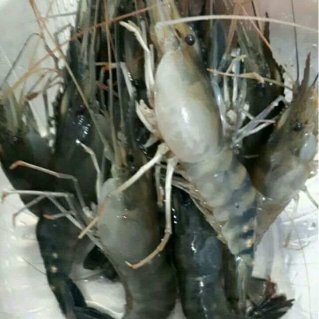 新鮮現釣快速冷凍 泰國蝦 蝦皮購物