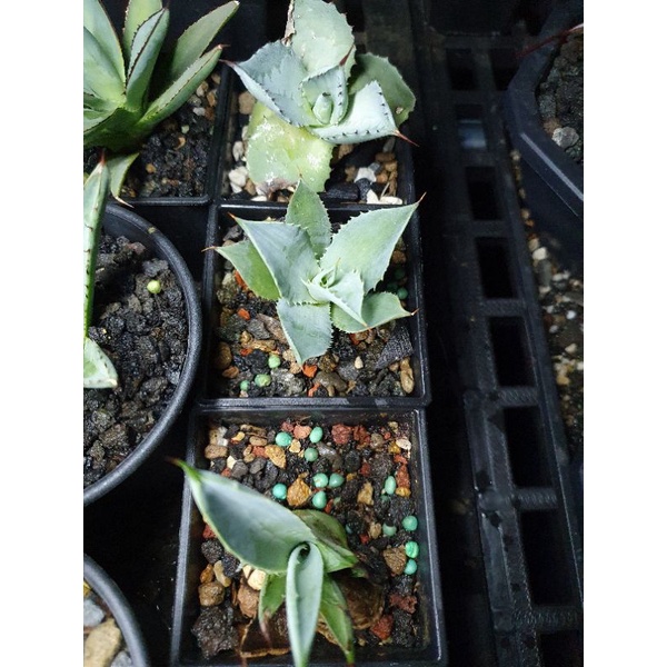 新手組合包 - 八荒殿、姬怒雷神、雷神 - 多肉植物、龍舌蘭、Agave