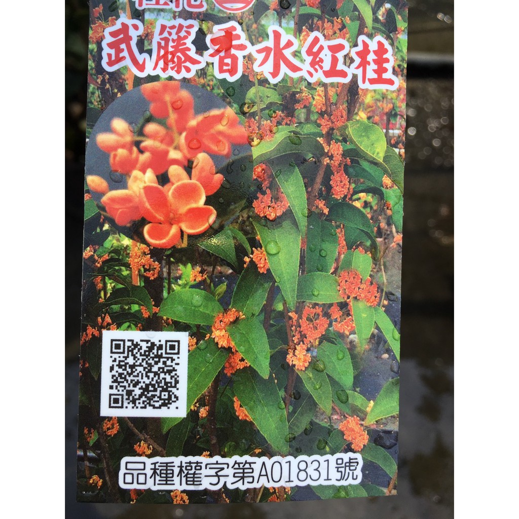 慶平花坊-四季紅桂品種[香水紅桂花]喬木-6吋盆