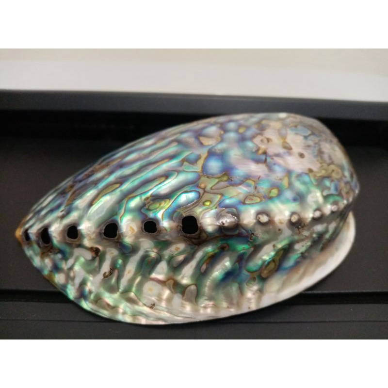美麗 鮑魚殼 可收藏 擺飾