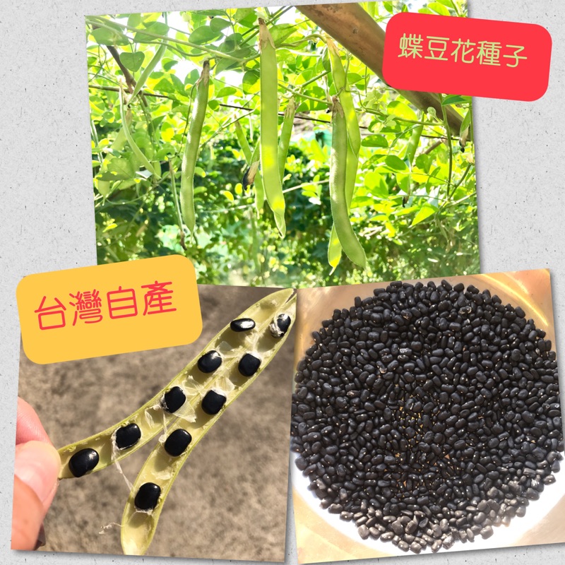 3包 100 也有沒撥的 台灣自產蝶豆花種子 日曬乾燥蝶豆花種子 蝦皮購物