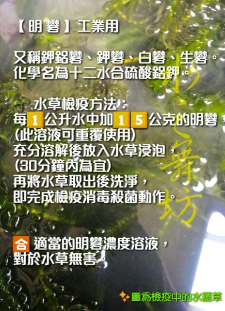 水草檢疫 明礬明礬粉水族專用水草快速檢疫除蟲除螺有效預防去除 水之舞坊 蝦皮購物