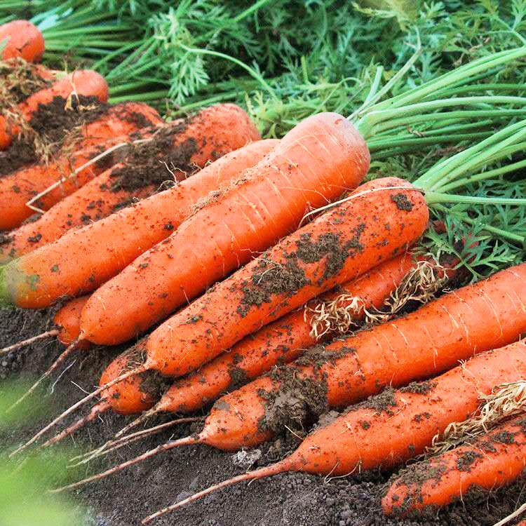 蔬菜種子胡蘿蔔種子七寸八寸參紅心水果胡蘿蔔種籽四季播種陽台種植| 蝦皮購物