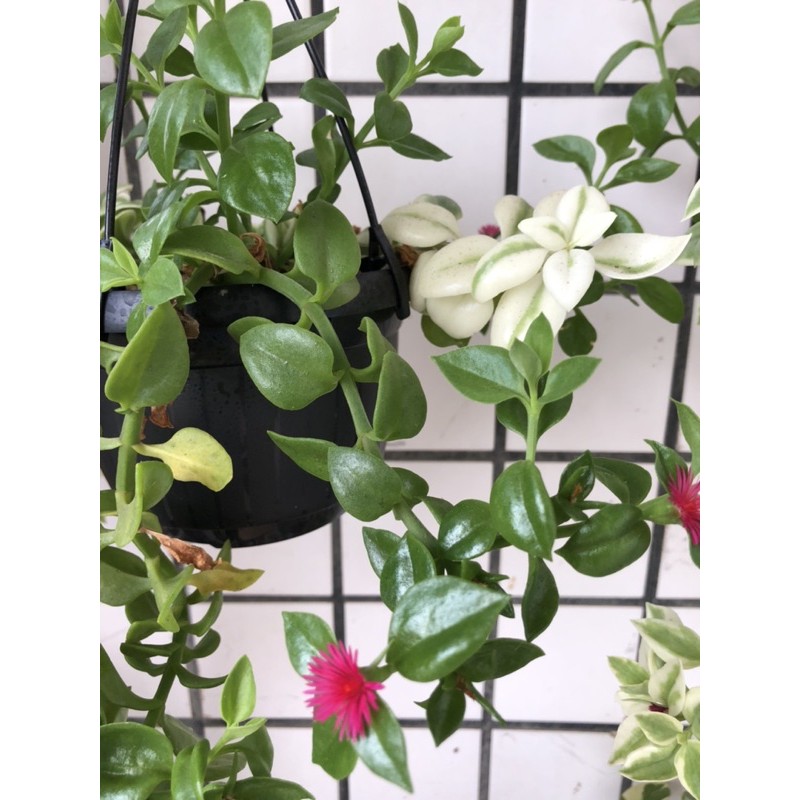 花蔓草 太陽玫瑰 多肉植物 蝦皮購物