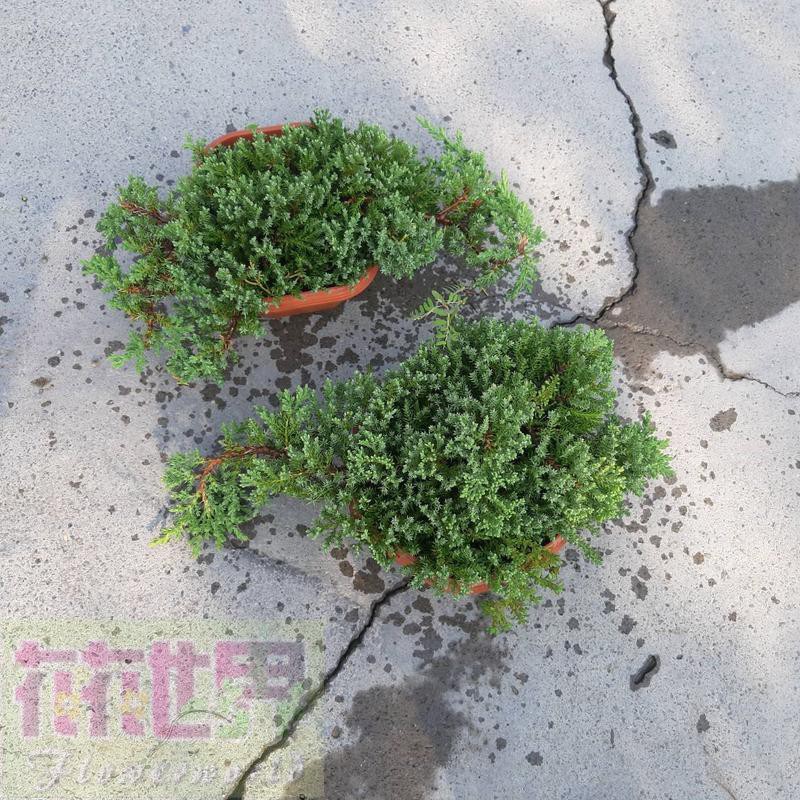 花花世界_常綠喬木--珍珠柏(B級)--圓柏6吋盆高30CM