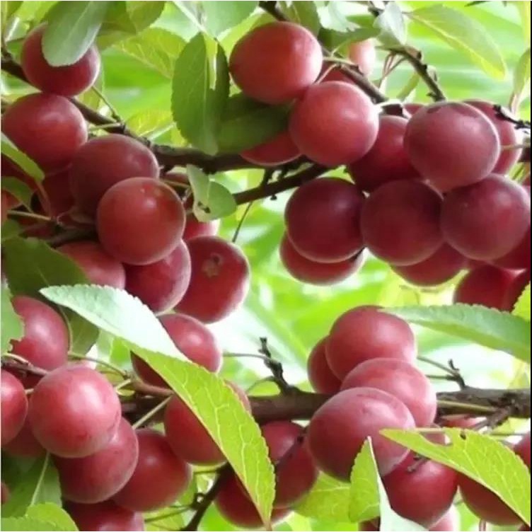 新采鈣果種子 鈣果樹種子 水果補鈣之星 歐李種子