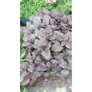 紫蘇 優惠推薦 21年9月 蝦皮購物台灣