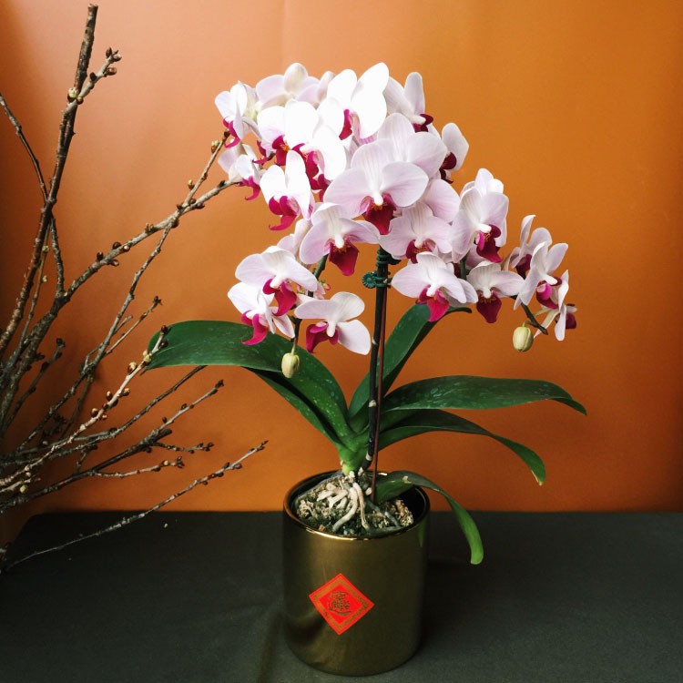 雅緻大吉 新春大吉之高雅蘭花盆花蘭花盆栽開幕盆花開幕盆栽植物盆栽喬遷盆栽 蝦皮購物