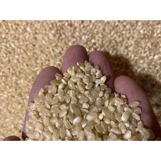 台灣圓糙米 真空包 玄米 糙米粥 糙米茶 玄米茶 糙米飯 興妍誠五穀健康米糧 蝦皮購物
