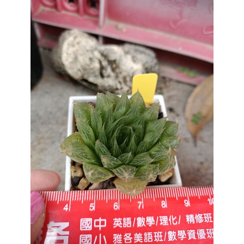 多肉植物玉露代號53 蝦皮購物