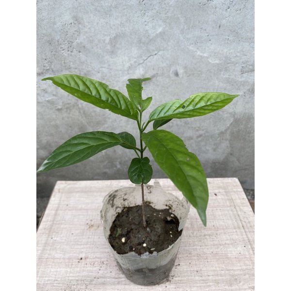 垂茉莉花苗 白玉蝴蝶 垂吊搖曳漂亮 盆栽 垂茉莉 垂絲茉莉 白玉蝴蝶 玉蝶花隨機出貨 蝦皮購物