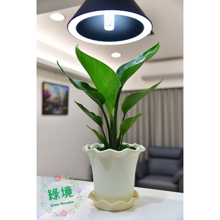快速出貨 盆栽 白花天堂鳥 觀葉 送底盤 天堂鳥 室內植物 空氣清淨