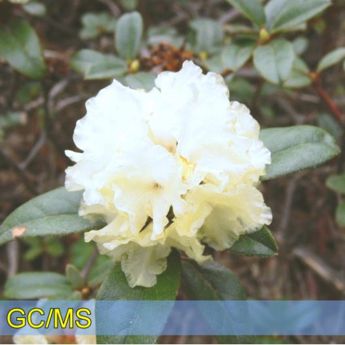 Rhododendron-髯花杜鵑 純精油