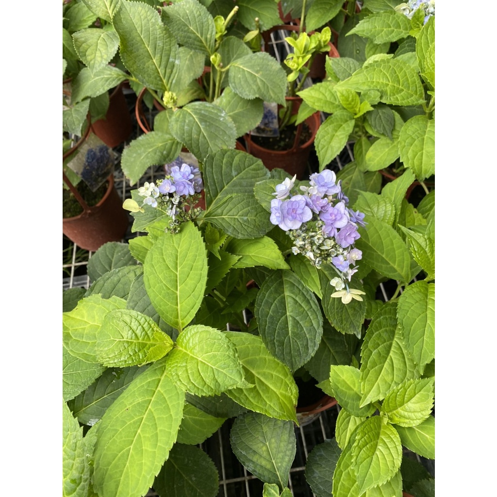 佳澄繡球的價格推薦 22年7月 比價比個夠biggo