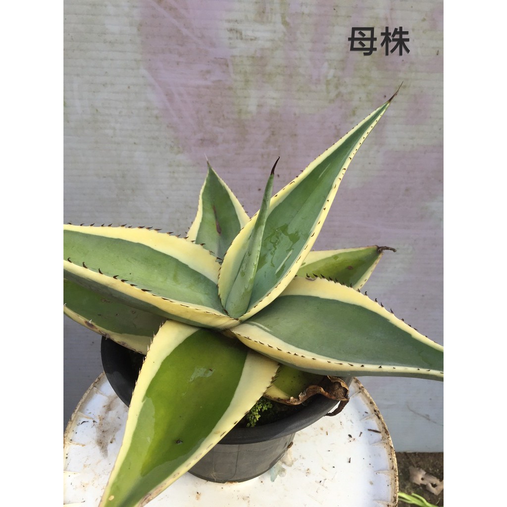 翠玉龍龍舌蘭多肉植物子株 蝦皮購物