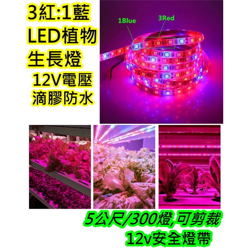 300顆燈 5公尺3紅1藍 LED植物生長燈【沛紜小鋪】LED植物燈 LED園藝燈 LED植物補光燈 LED軟條燈帶