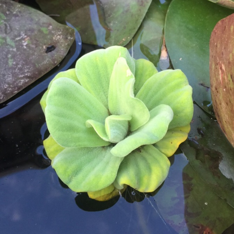 山上池塘 水芙蓉迷你水芙蓉玫瑰水芙蓉 蓋斑鬥魚的產房 買10再送2 蝦皮購物