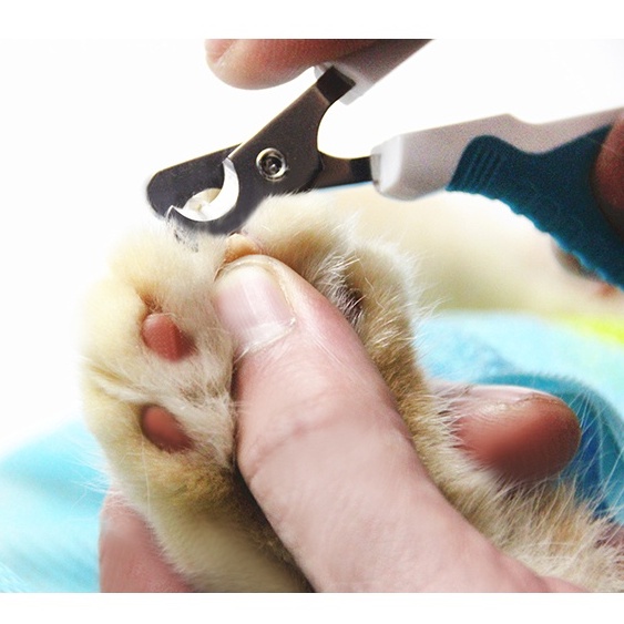 寵物指甲剪 清潔美容工具 指甲鉗 小型犬貓剪 指甲剪 貓狗通用 小指甲剪