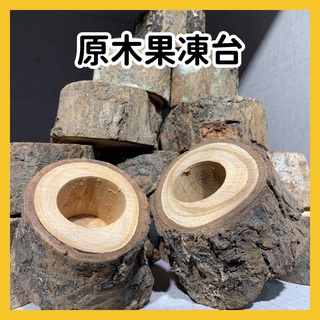 【芝麻仔】果凍臺 原木果凍臺 松木大顆果凍臺 甲蟲 鍬形蟲 兜蟲 獨角仙 昆蟲