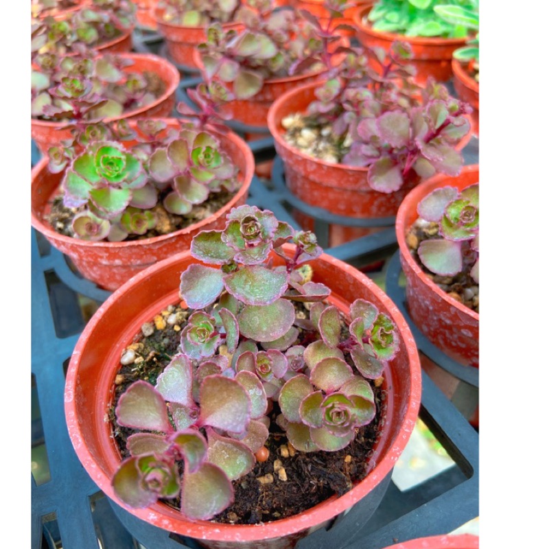 多肉植物 仙人掌 龍血 目前徒長狀態 3吋盆 蝦皮購物