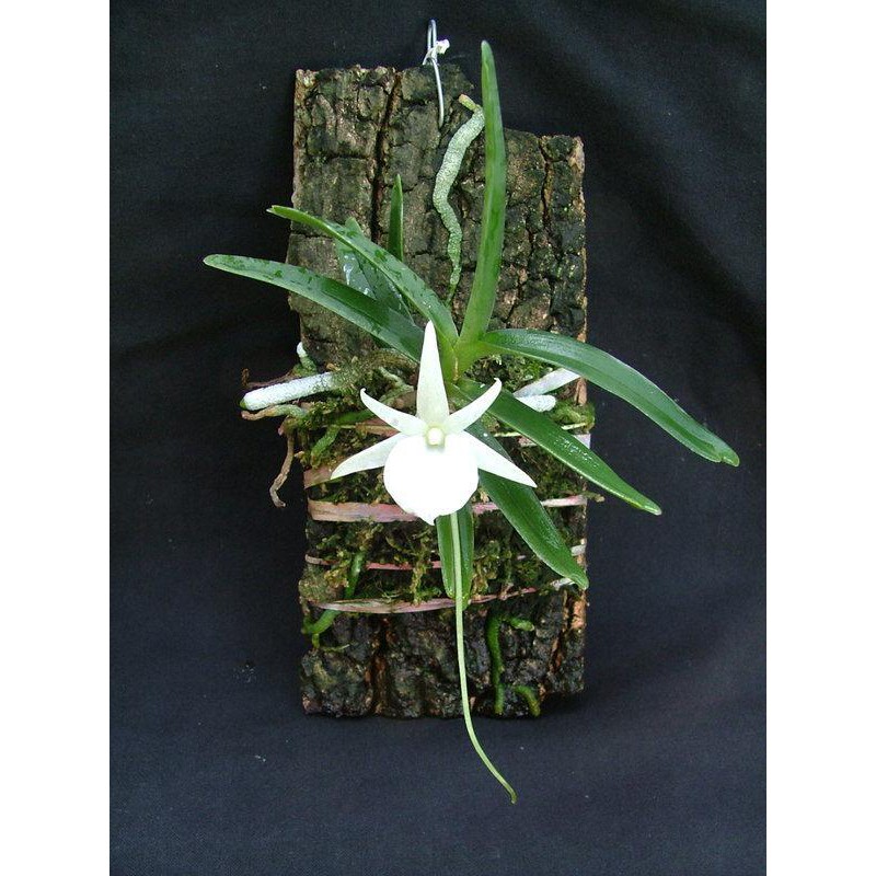 Apnpcc 精選蘭花ang Didieri 迪蒂風蘭 蝦皮購物