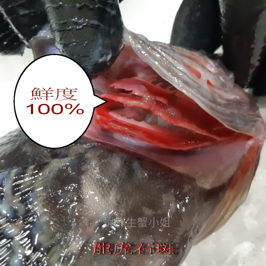 【海鮮7-11】龍虎石斑   殺清後 900-1000g/隻   ▶肉質鮮嫩又不失彈性 **每包460元**