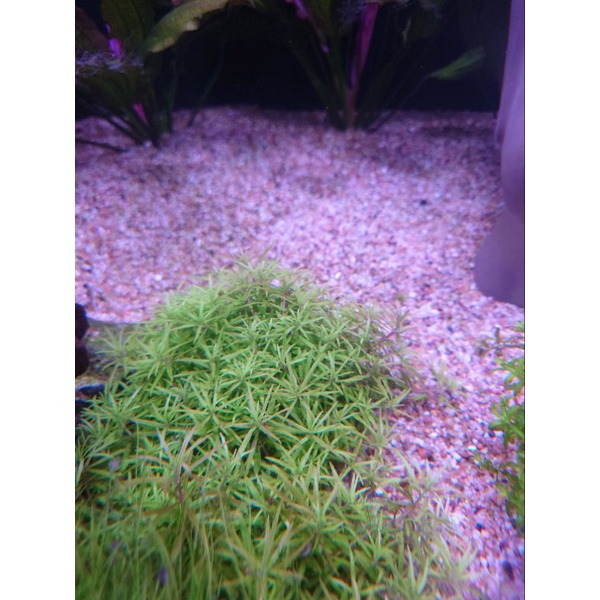 阿馨水草屋 水草造景 前景草皮系列 趴地三角葉草皮12 18盒裝出貨時水上葉 水草缸專賣店 蝦皮購物