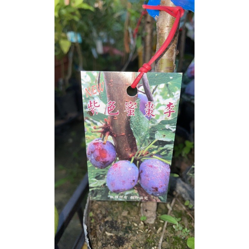 方方園藝-紫色果蜜棗李4吋盆高度30公分以上一棵特價300元買8棵免運宅配黑貓貨到貨付款
