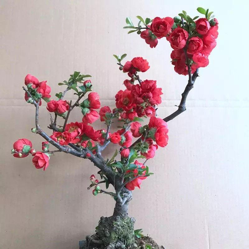 新品熱賣 仿真海棠花盆栽海棠樹苗復色四季海棠盆景室內外花卉綠植 蝦皮購物