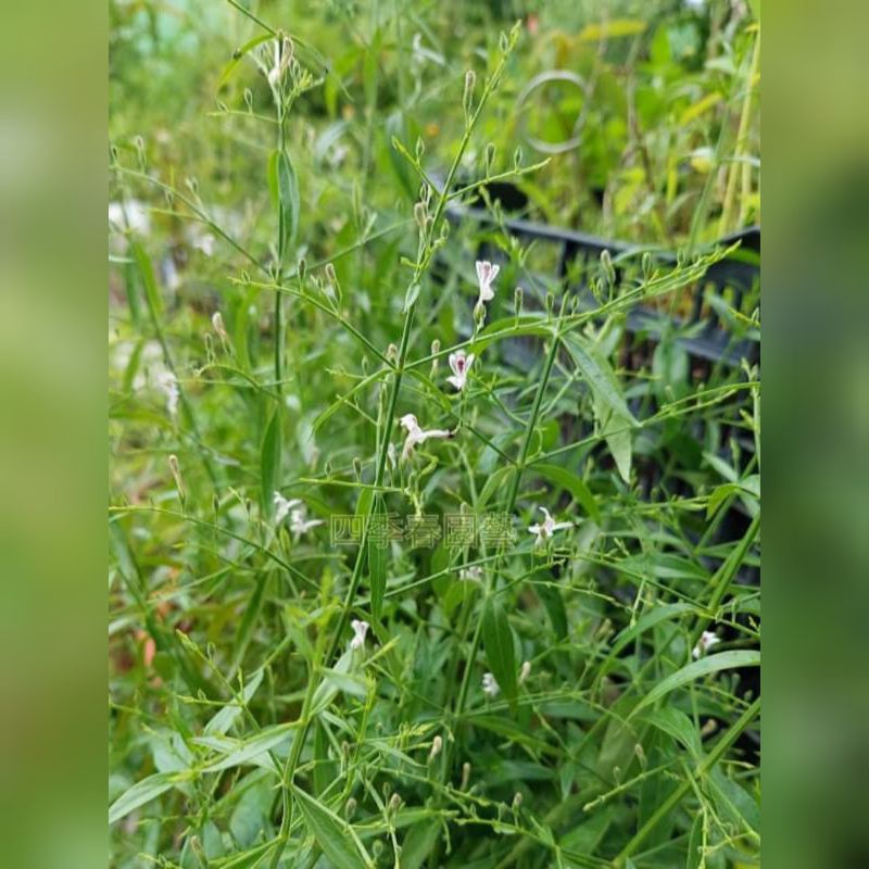 四季春園藝 穿心蓮種子種籽欖核蓮斬蛇劍一見喜苦膽草苦草印度草四方草 蝦皮購物