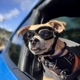 寵物眼鏡狗墨鏡抗uv 毛孩太陽眼鏡墨鏡大中小型犬 蝦皮購物