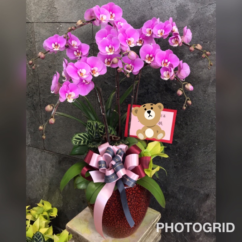桌上蘭花盆栽的價格推薦 21年9月 比價比個夠biggo
