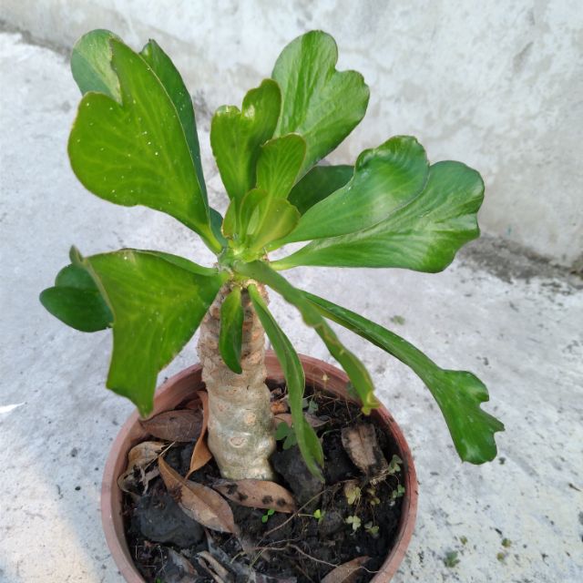 單刺麒麟 Euphorbia unispina