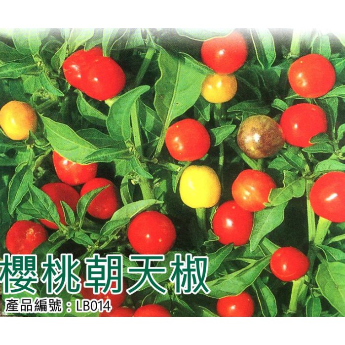 【醬米資材899免運】DIY種子栽種 成就滿滿~櫻桃朝天椒