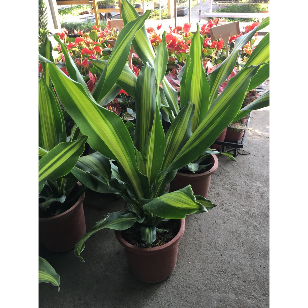 一禪種苗園 樹形優美 香龍血樹 花虎斑木 觀葉植物 6吋盆 蝦皮購物