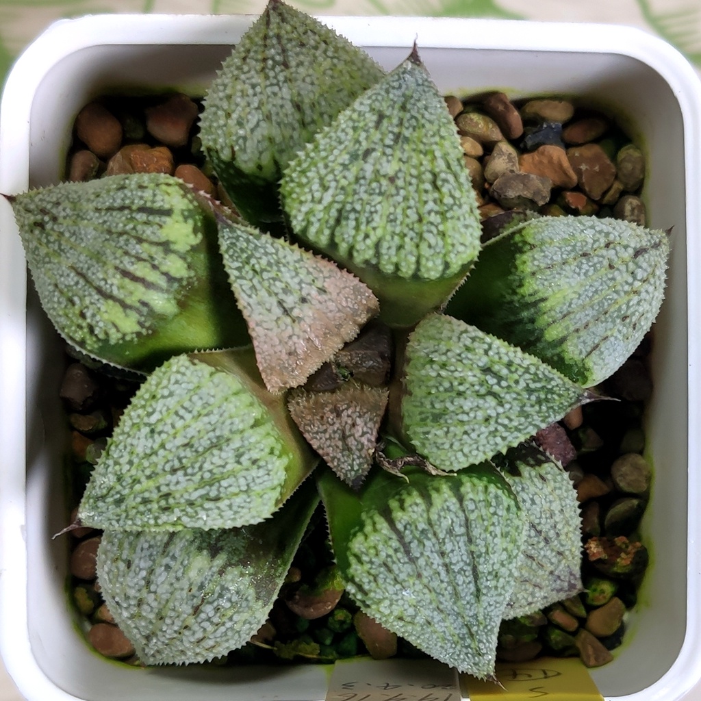 『多肉植物』Haworthia 實生 21-006 皮克大