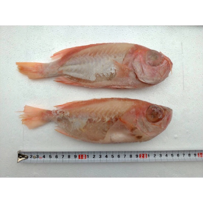 冷凍紅目鰱 一尾200 250g 蝦皮購物